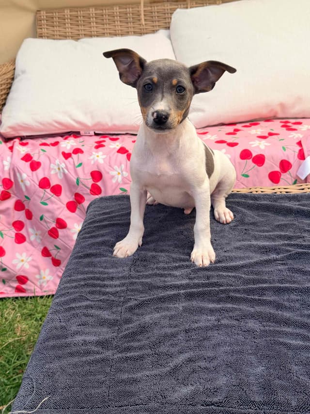 Rat Terrier Puppies media 9