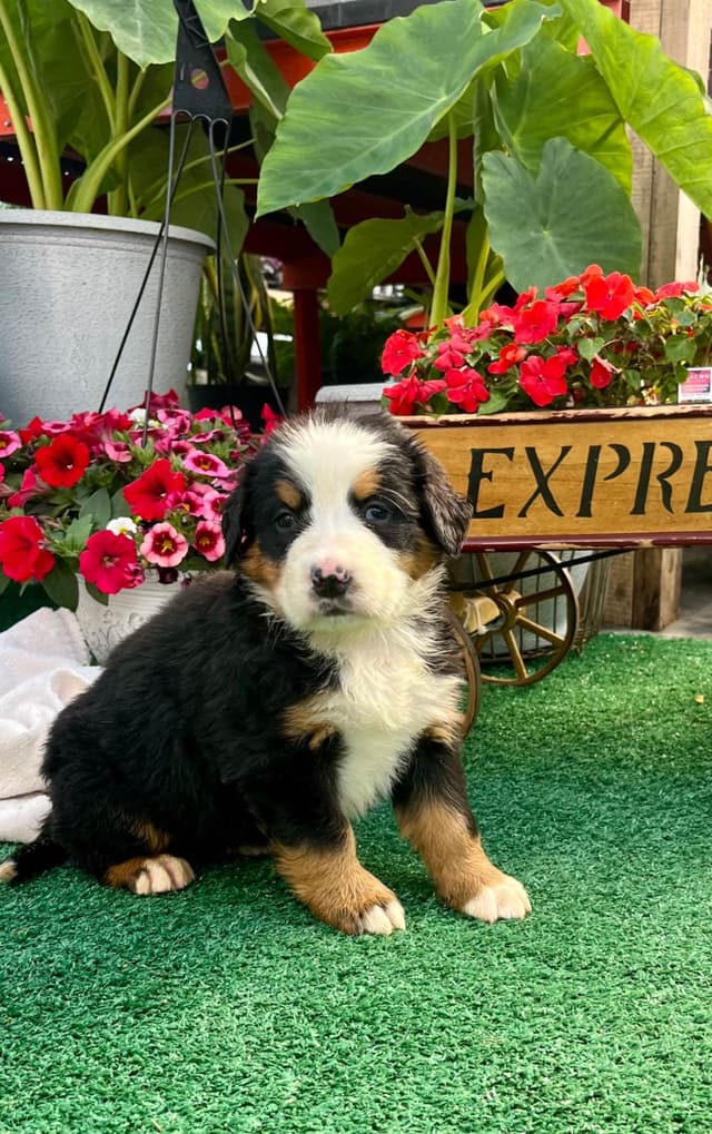 AVAILABLE🐾Genetic Tested❤️🐾Bernese Mountain🐾Text /Call 610-634-8604 media 4