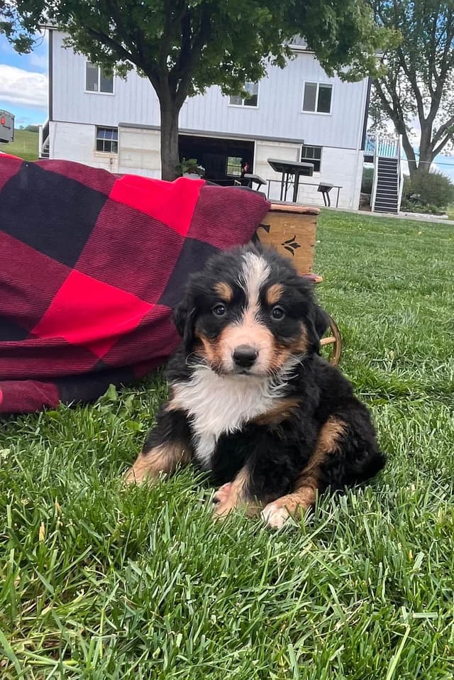 Genetic Tested 🐾Bernese Mountain Dog Puppies❤️ Call6106348604 media 2