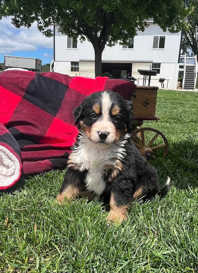 Genetic Tested 🐾Bernese Mountain Dog Puppies❤️ Call6106348604 media 3