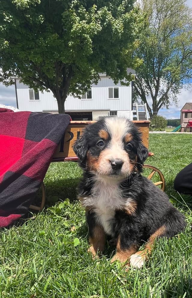 Genetic Tested 🐾Bernese Mountain Dog Puppies❤️ Call6106348604 media 4