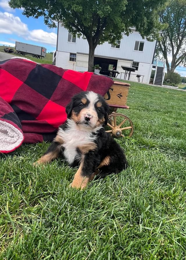 Genetic Tested 🐾Bernese Mountain Dog Puppies❤️ Call6106348604 media 5