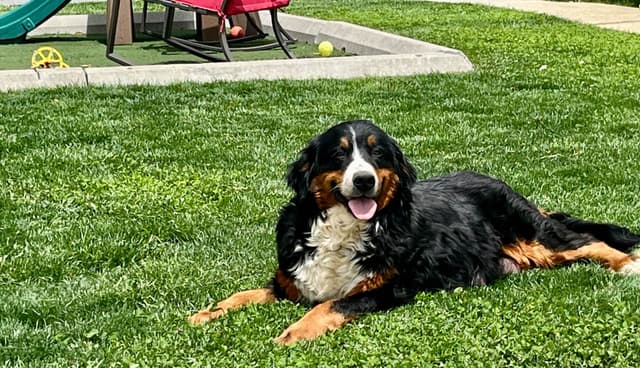 Genetic Tested 🐾Bernese Mountain Dog Puppies❤️ Call6106348604 media 12