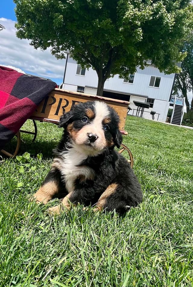 Genetic Tested 🐾Bernese Mountain Dog Puppies❤️ Call6106348604 media 6