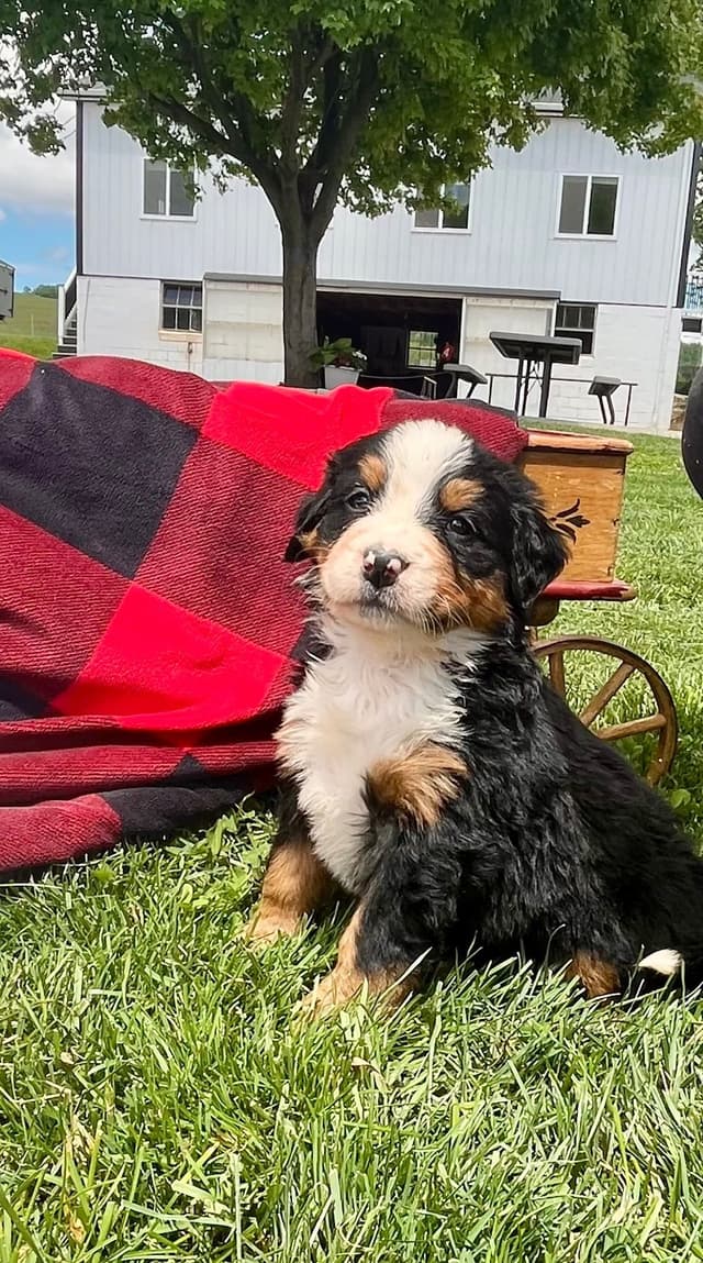 Genetic Tested 🐾Bernese Mountain Dog Puppies❤️ Call6106348604 media 7