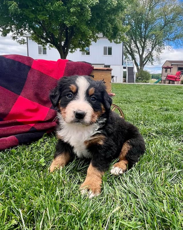 Genetic Tested 🐾Bernese Mountain Dog Puppies❤️ Call6106348604 media 8