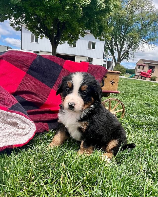 Genetic Tested 🐾Bernese Mountain Dog Puppies❤️ Call6106348604 media 9