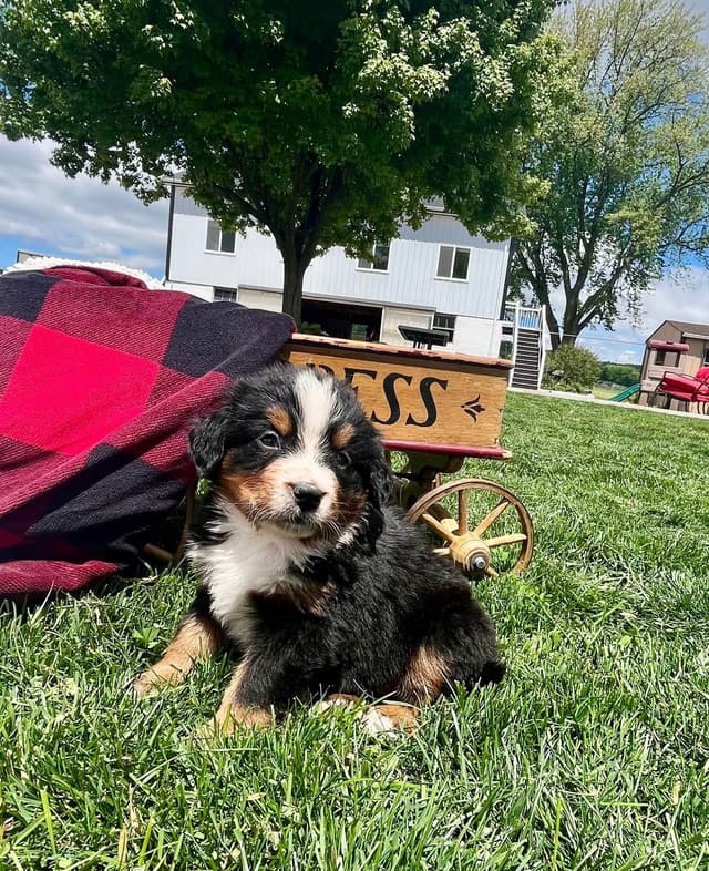 Genetic Tested 🐾Bernese Mountain Dog Puppies❤️ Call6106348604 media 10