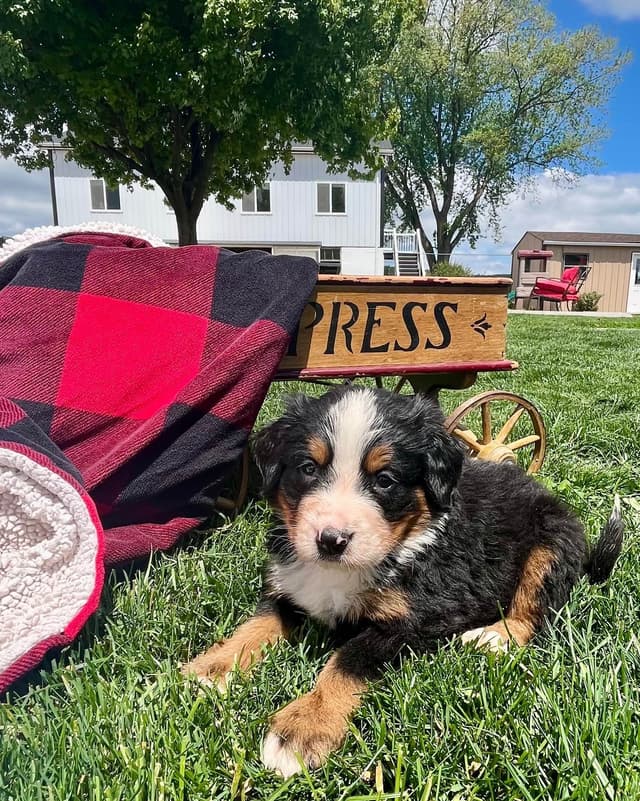 Genetic Tested 🐾Bernese Mountain Dog Puppies❤️ Call6106348604 media 11