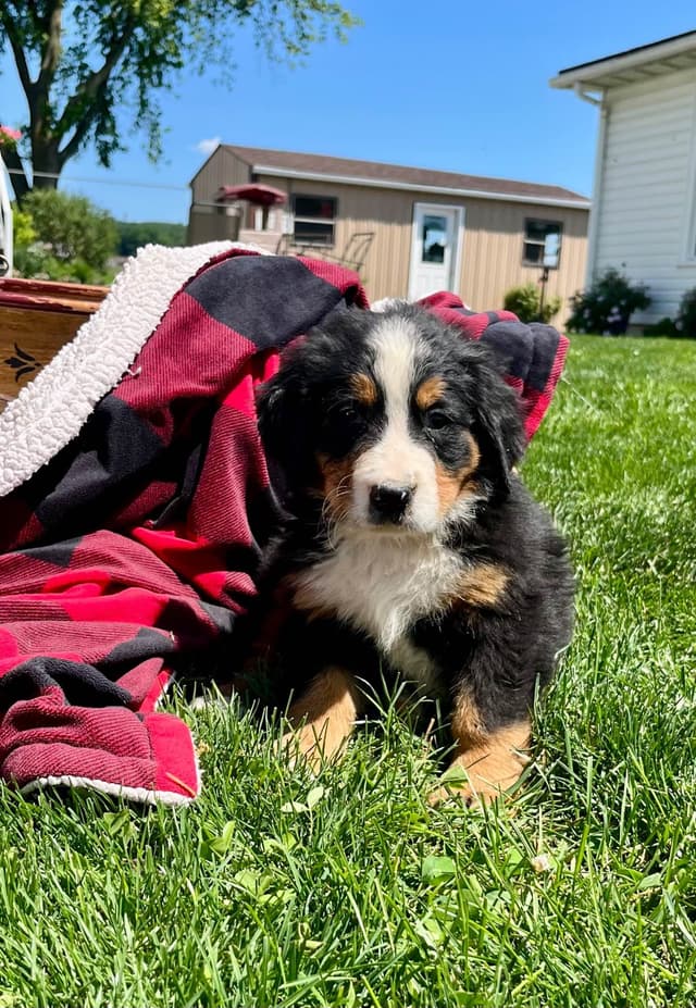 AVAILABLE🐾Genetic Tested❤️🐾Bernese Mountain🐾Text /Call 610-634-8604 media 3