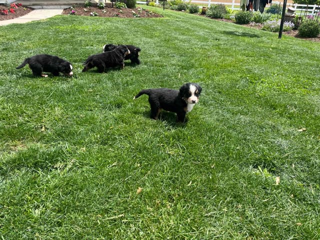 AVAILABLE🐾Genetic Tested❤️🐾Bernese Mountain🐾Text /Call 610-634-8604 media 2