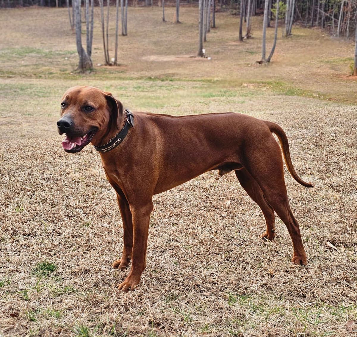 Rhodesian Ridgeback Puppies breeder image 2