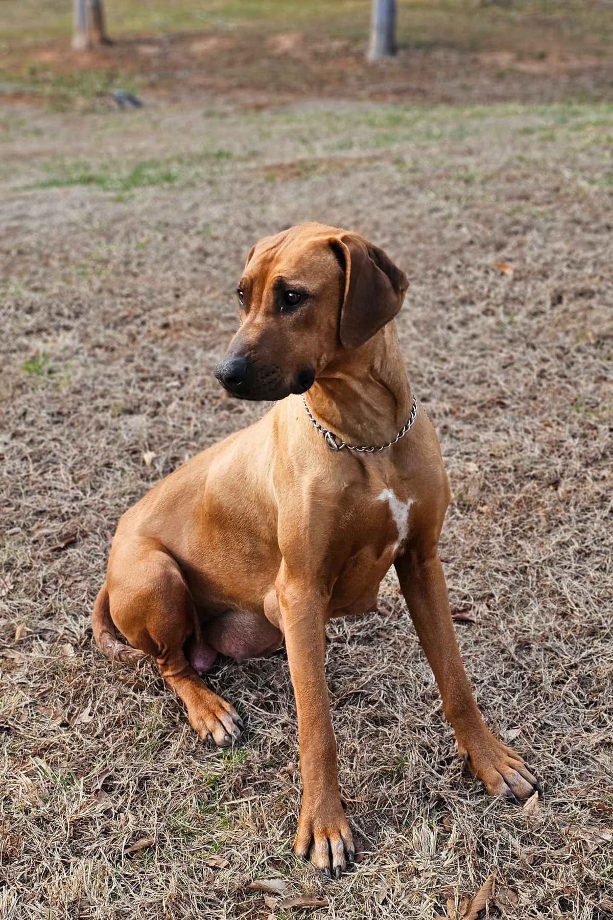 Rhodesian Ridgeback Puppies breeder image 3