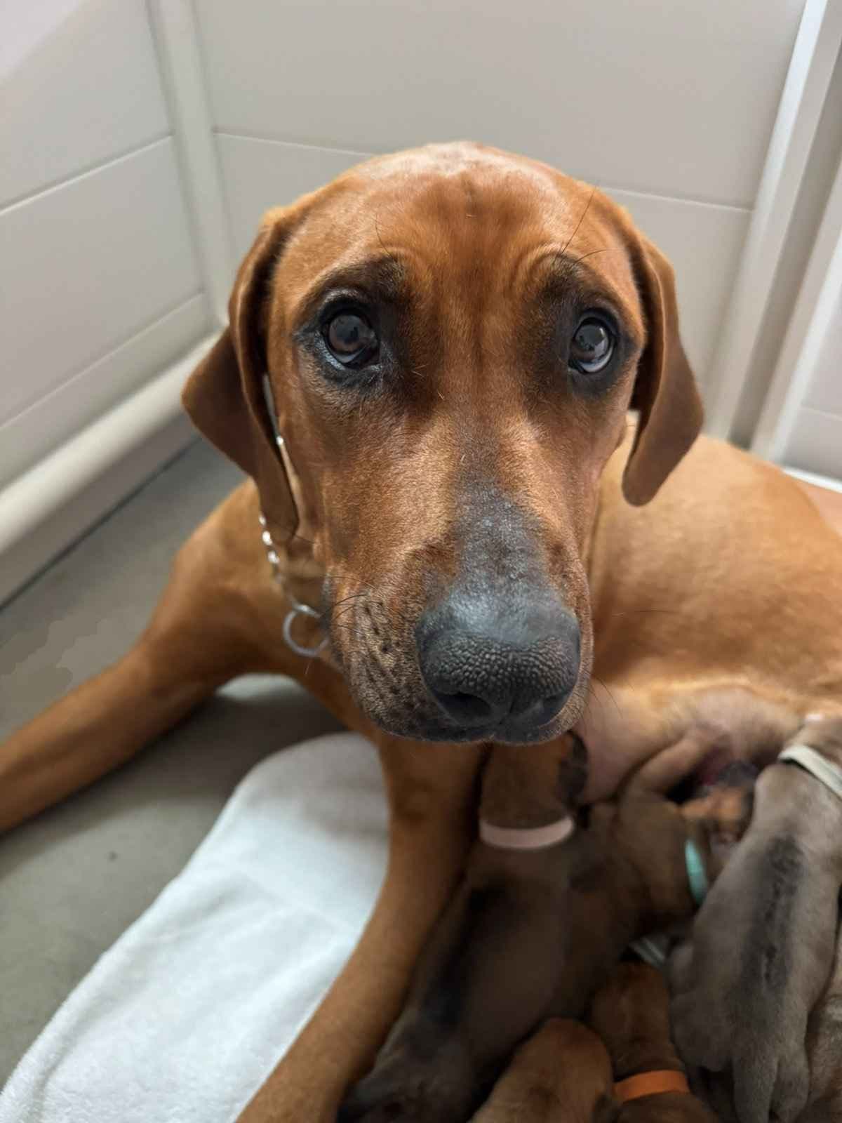 Rhodesian Ridgeback Puppies breeder image 4