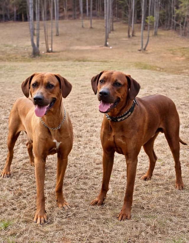 Rhodesian Ridgeback Puppies media 3