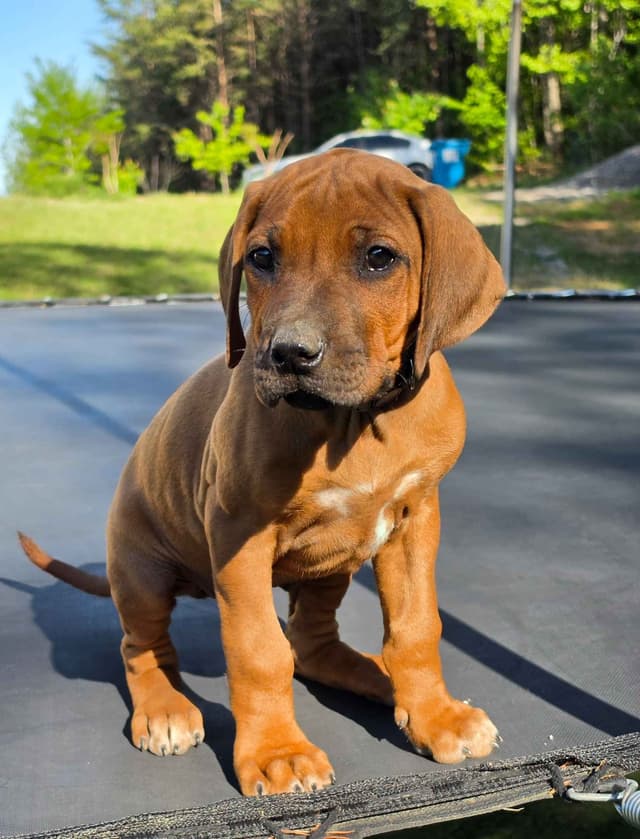 Rhodesian Ridgeback Puppies media 2