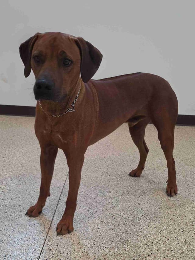 Rhodesian Ridgeback Puppies media 7