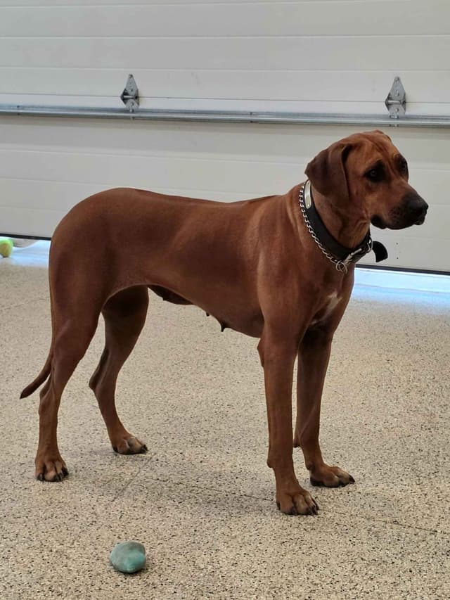 Rhodesian Ridgeback Puppies media 5
