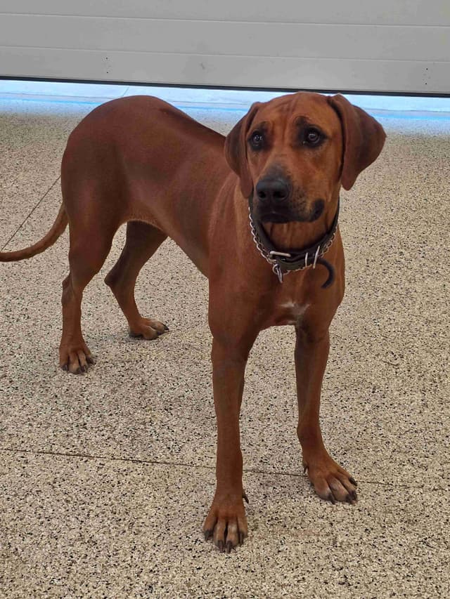 Rhodesian Ridgeback Puppies media 6