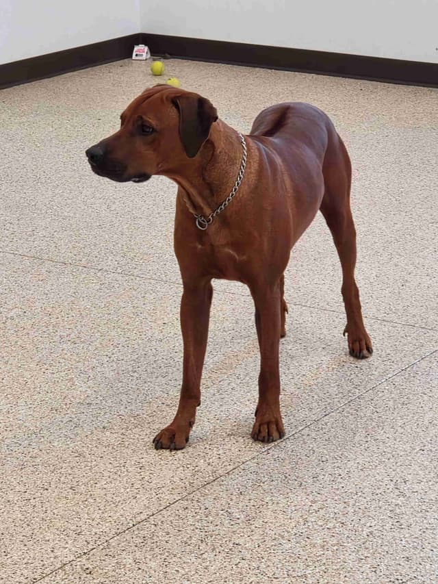 Rhodesian Ridgeback Puppies media 8
