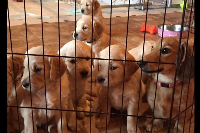 Adorable Longhair Dachshund Puppies breeder image 2