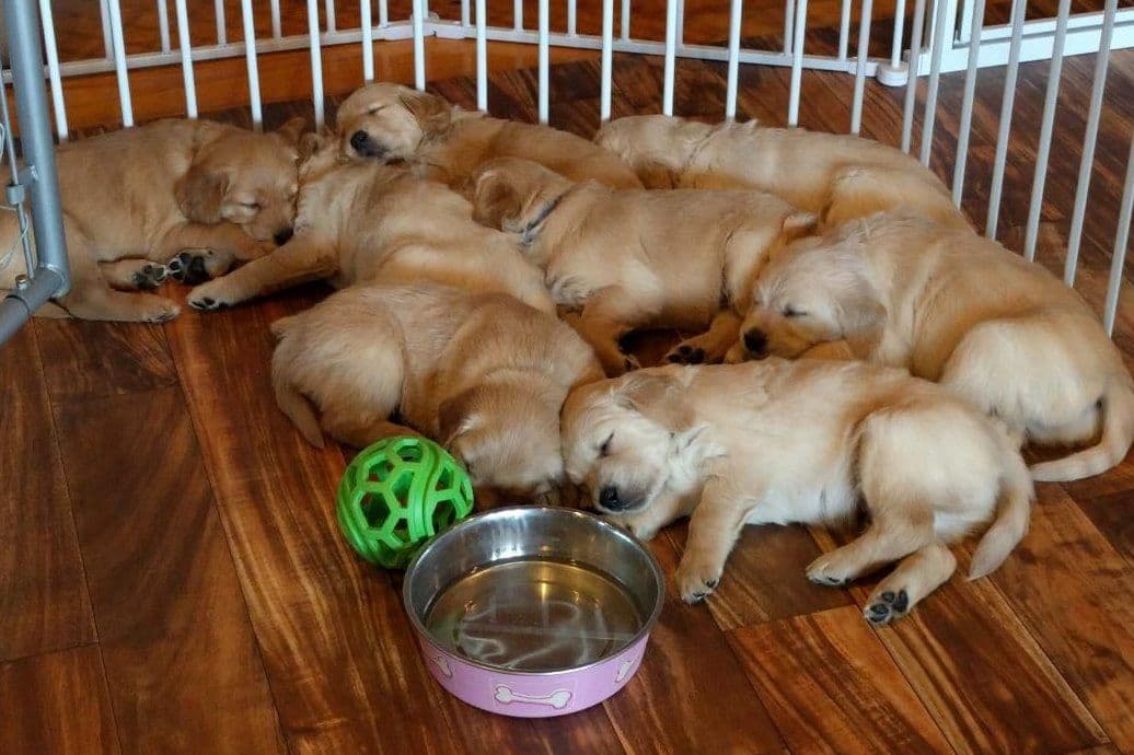 Adorable Longhair Dachshund Puppies breeder image 3