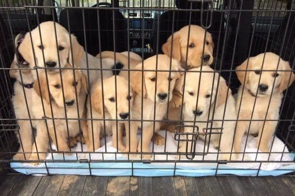 Adorable Longhair Dachshund Puppies breeder image 5