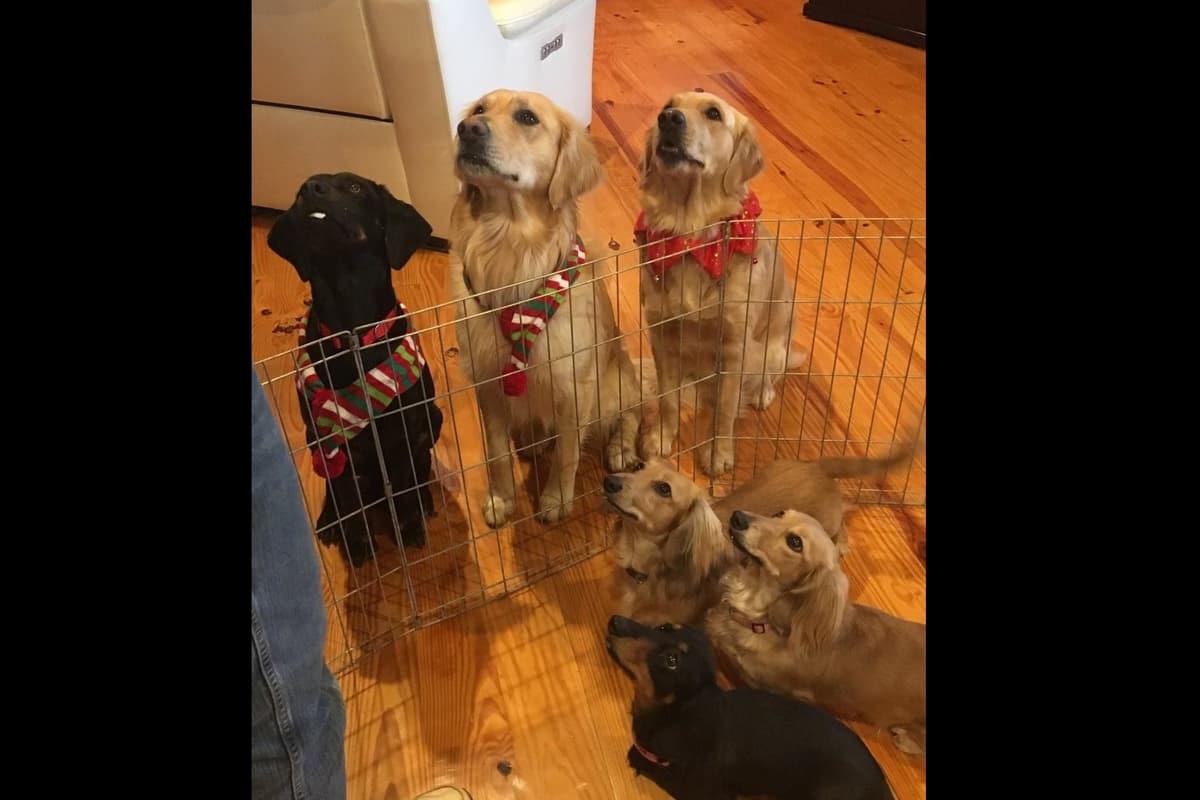 Adorable Longhair Dachshund Puppies breeder image 7