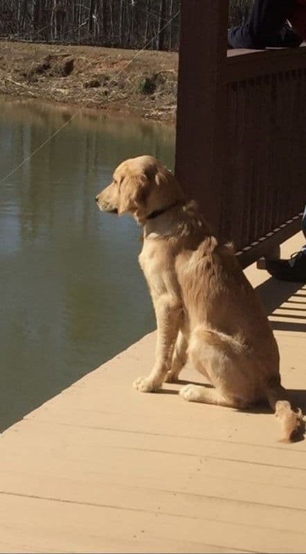 Adorable Golden Retriever Puppies media 2