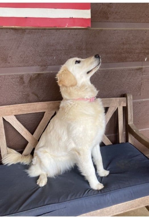 Adorable Golden Retriever Puppies media 3