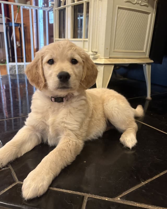 Adorable Golden Retriever Puppies media 4