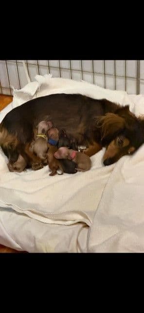 Adorable Longhair Dachshund Puppies media 7