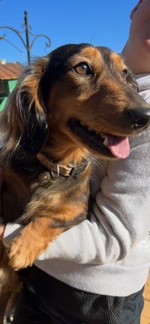 Adorable Longhair Dachshund Puppies media 5