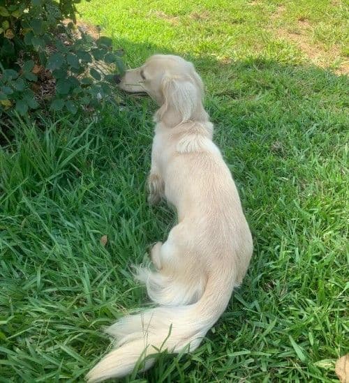 Adorable Longhair Dachshund Puppies media 6