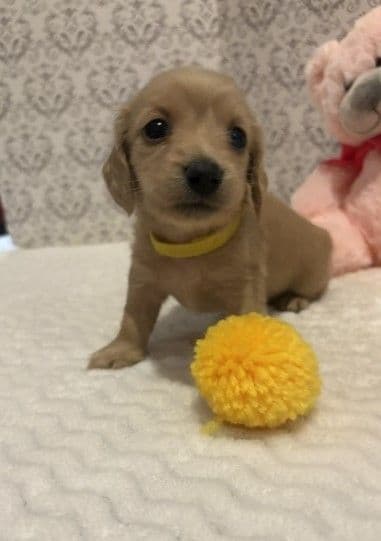 Adorable Longhair Dachshund Puppies media 2