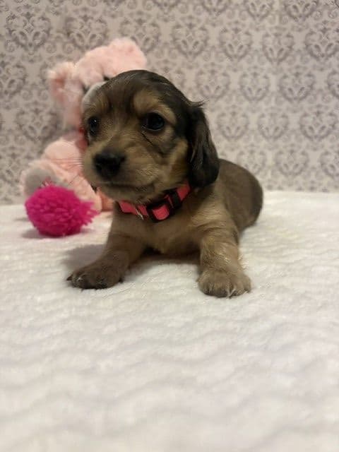 Adorable Longhair Dachshund Puppies media 3
