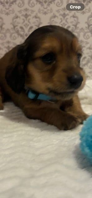 Adorable Longhair Dachshund Puppies media 4
