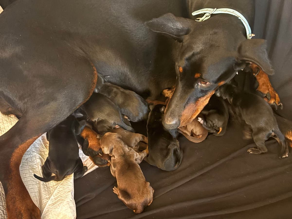 Doberman Pinscher Puppies breeder image 2