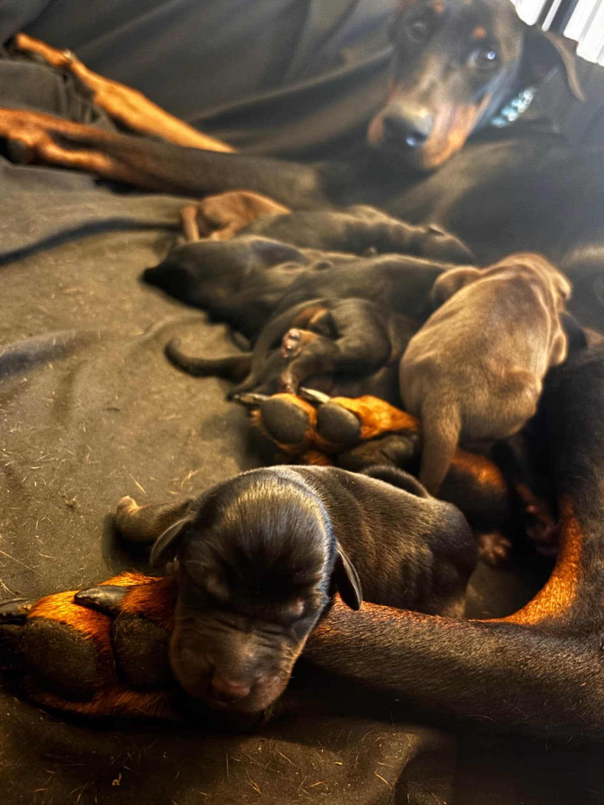 Doberman Pinscher Puppies breeder image 3