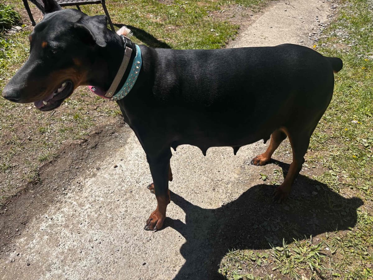Doberman Pinscher Puppies breeder image 4
