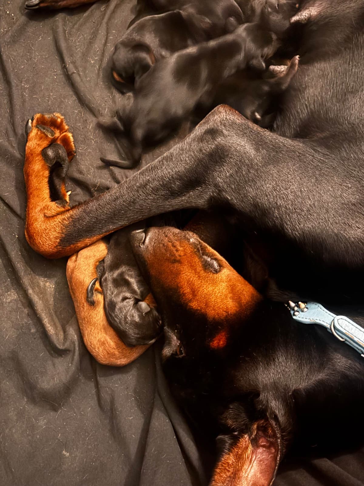 Doberman Pinscher Puppies breeder image 5