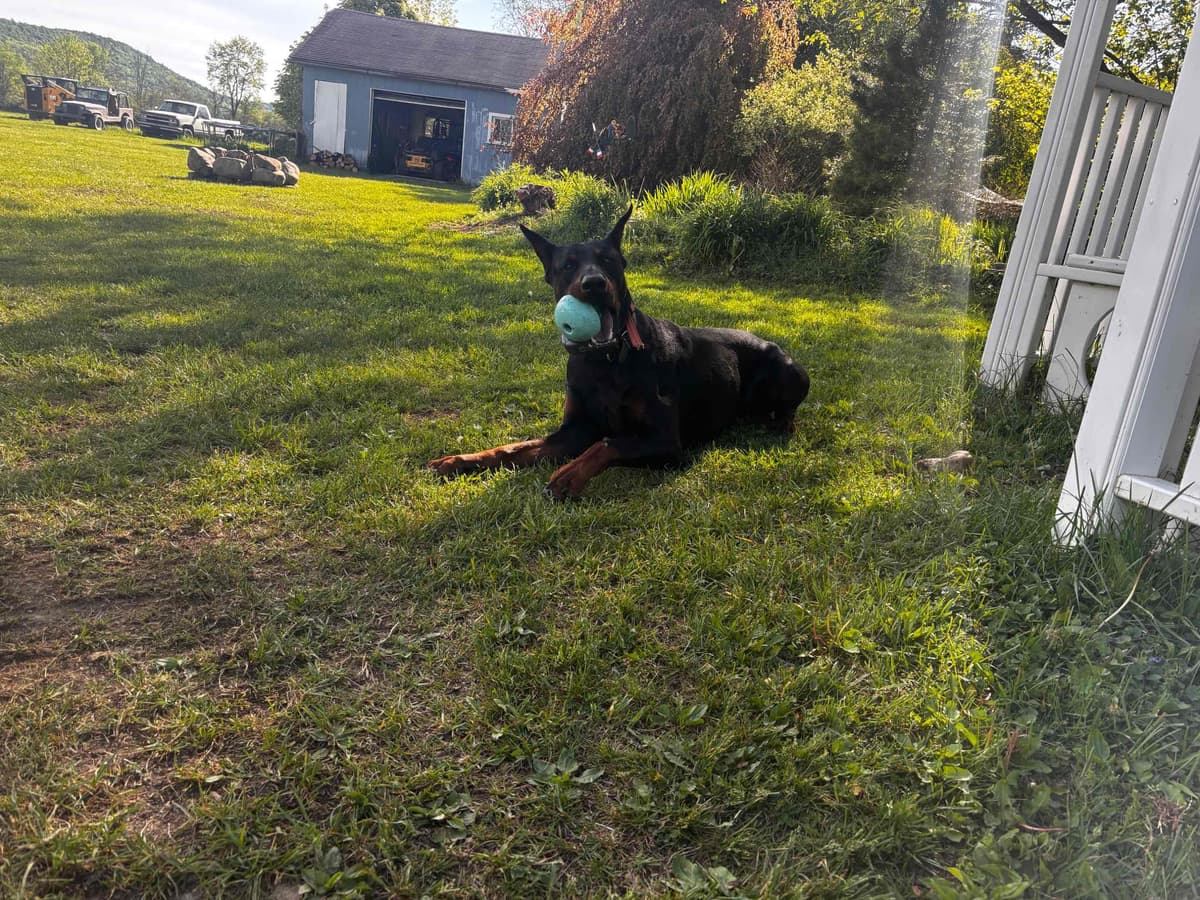 Doberman Pinscher Puppies breeder image 6
