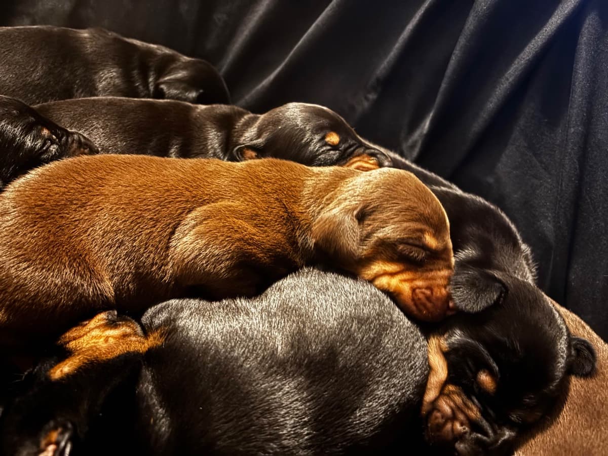 Doberman Pinscher Puppies breeder image 8