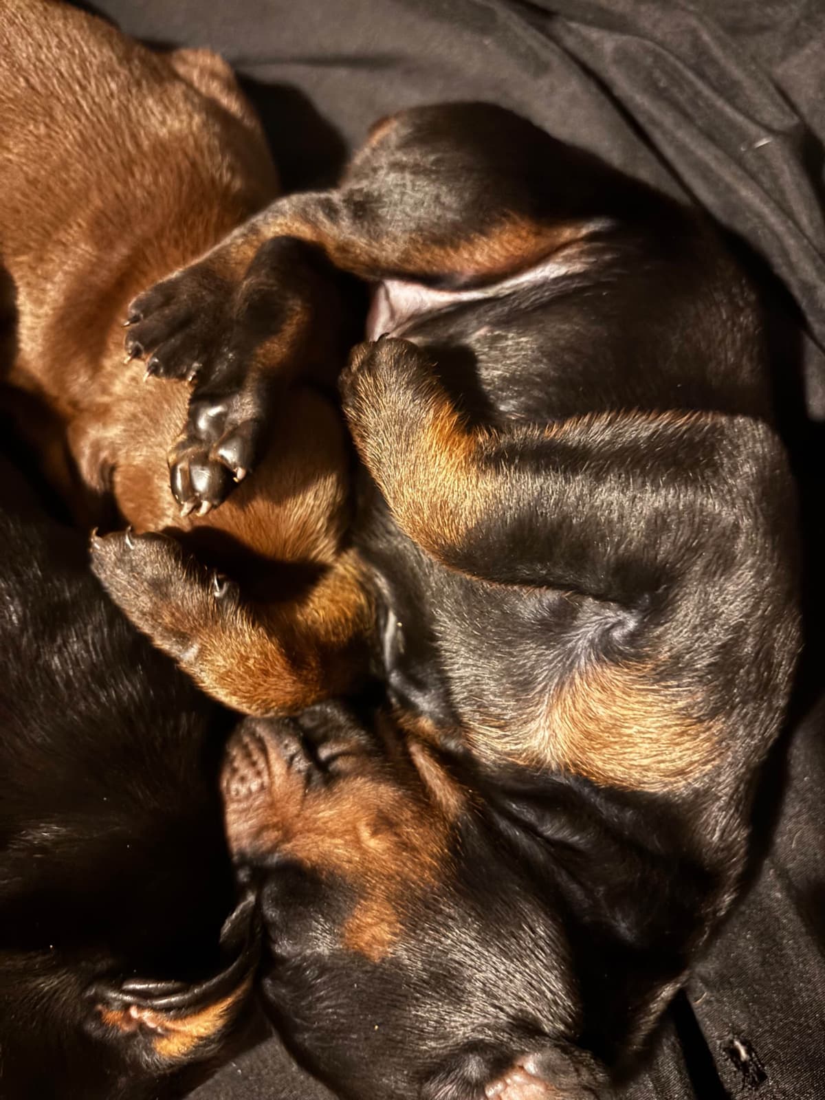 Doberman Pinscher Puppies breeder image 10