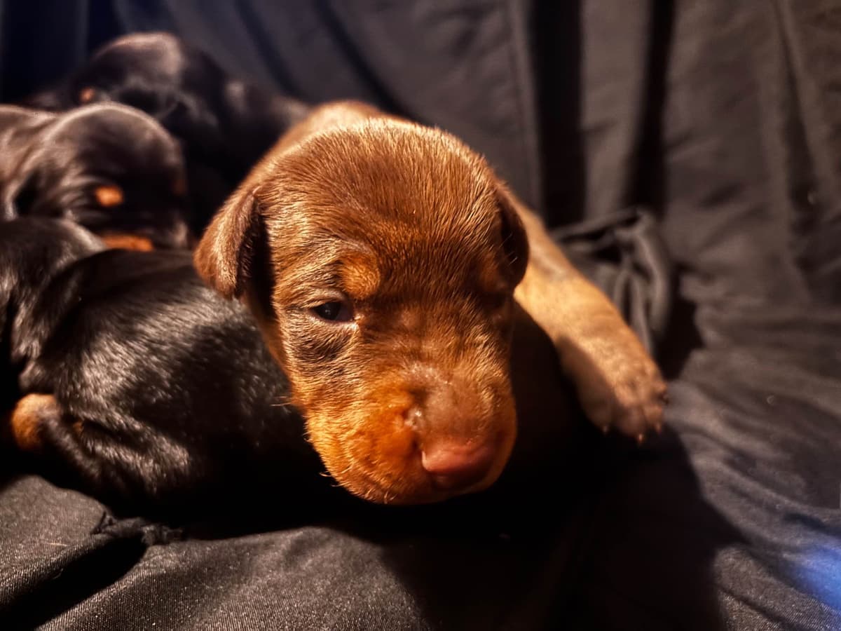 Doberman Pinscher Puppies breeder image 9