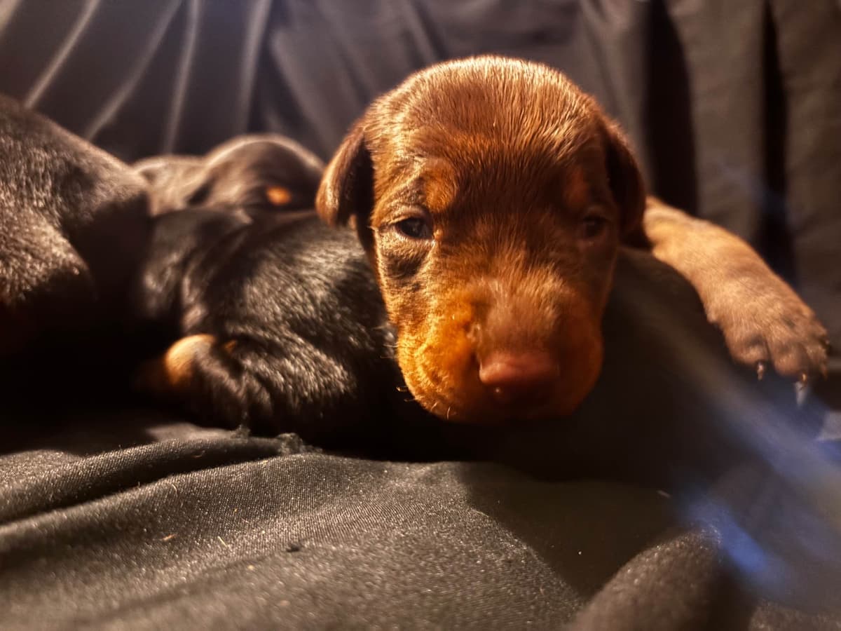 Doberman Pinscher Puppies breeder image 11