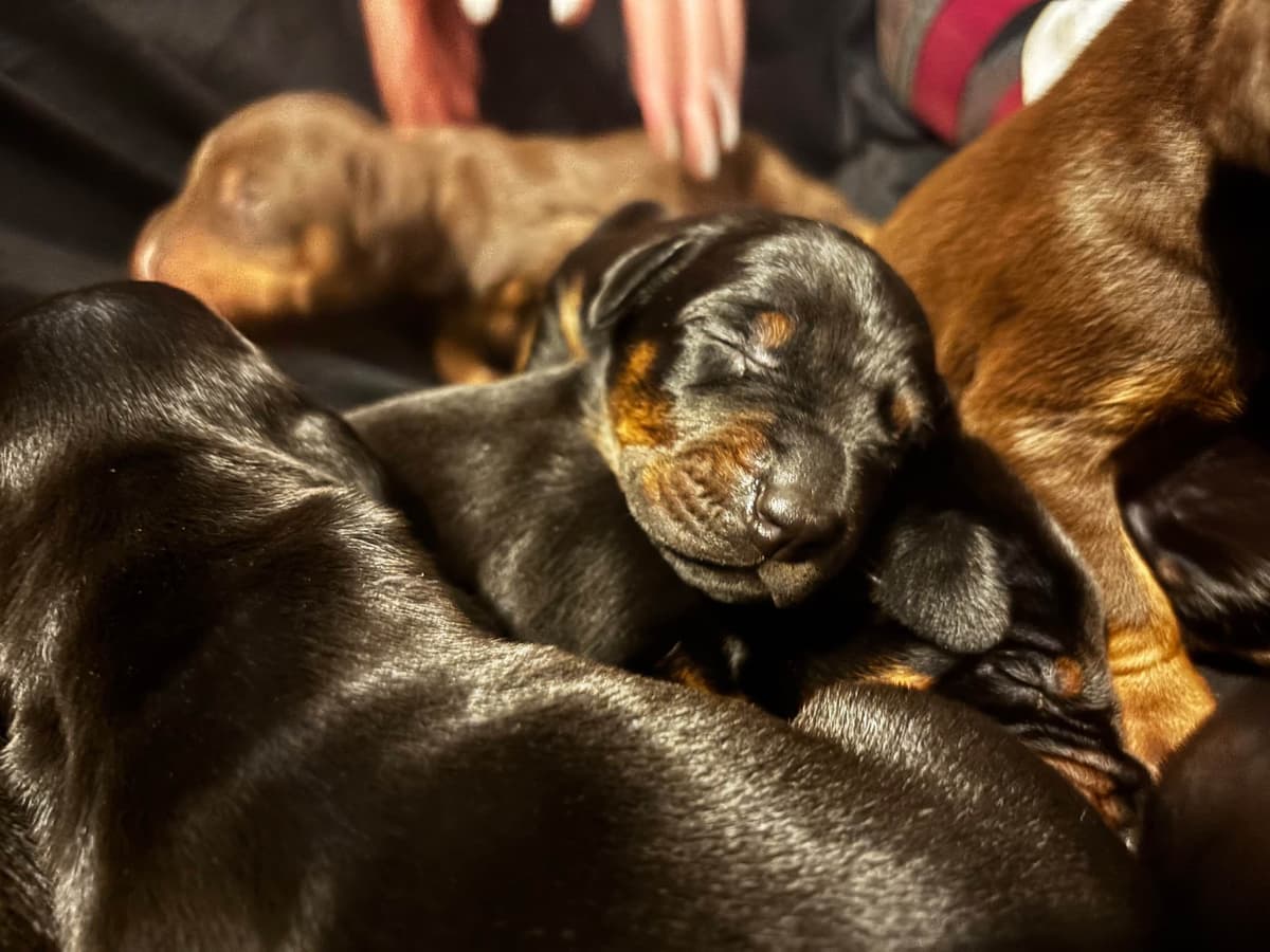Doberman Pinscher Puppies breeder image 12