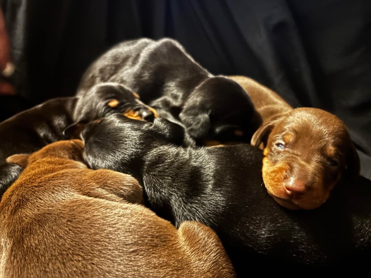 Doberman Pinscher Puppies breeder image 14