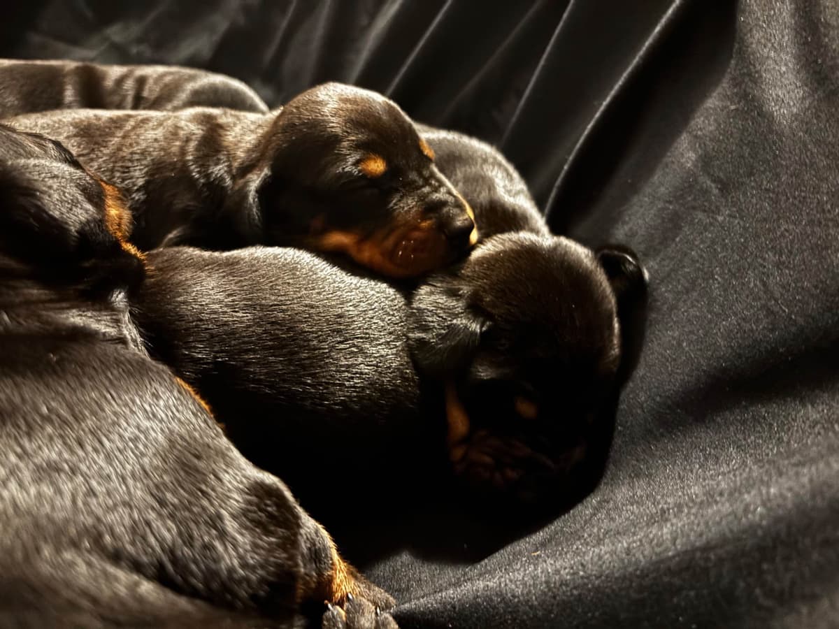 Doberman Pinscher Puppies breeder image 13