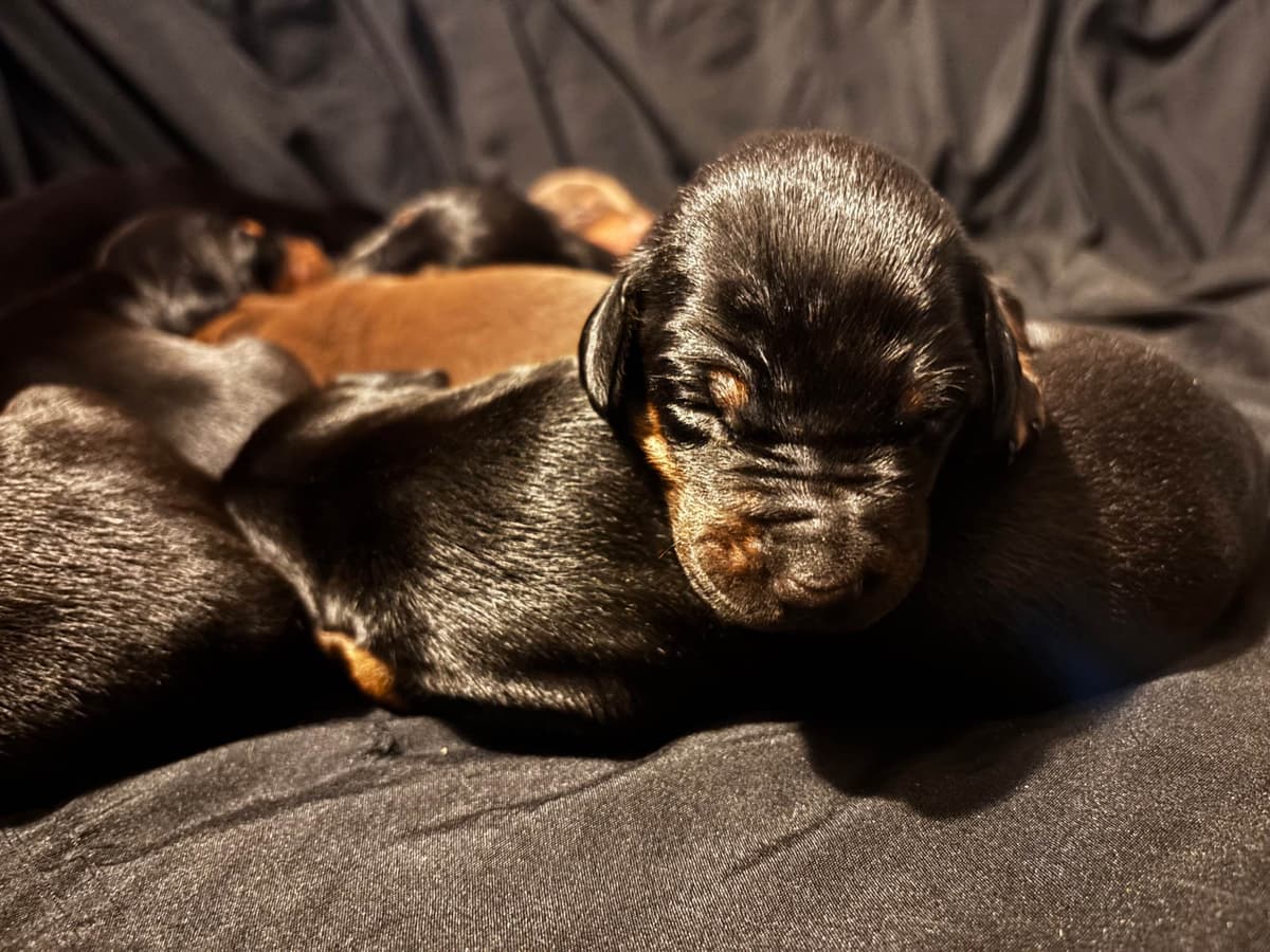 Doberman Pinscher Puppies breeder image 15